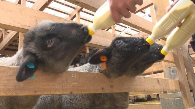 愛くるしい姿　羊のベビーラッシュ　今シーズンは100頭ほどを見込む　ふじさん牧場　|　山梨のニュース | ＵＴＹテレビ山梨