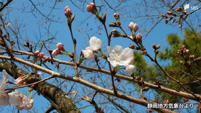 “静岡でサクラ開花”を発表　平年より2日遅く昨年より4日早い＝静岡地方気象台【速報】|TBS NEWS DIG
