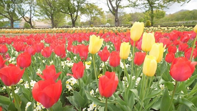「見たことないチューリップもあってびっくり」25万本のチューリップが咲き誇る　山梨・北杜市ハイジの村　|　山梨のニュース | ＵＴＹテレビ山梨