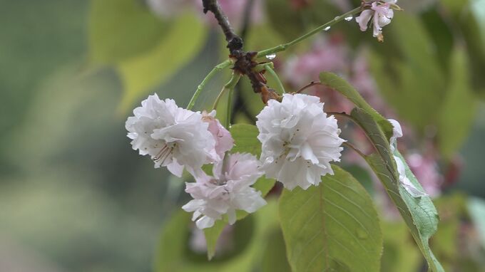 1輪の花に100枚以上の花びら付ける山桜… 石川・輪島市で“アギシコギクザクラ”が見頃　|　石川県のニュース｜MRO北陸放送