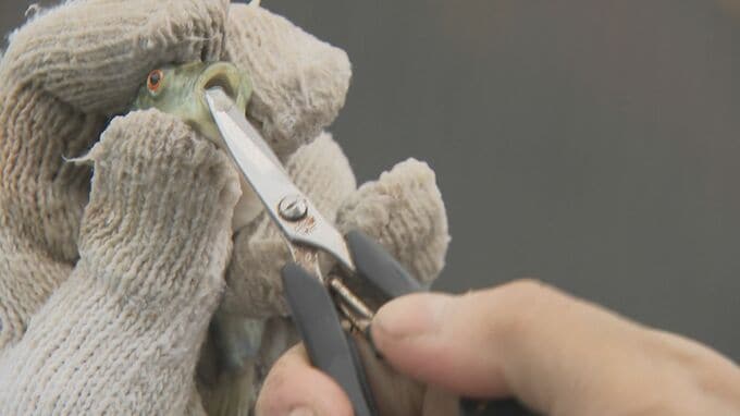 「集中して傷つけないように」養殖用トラフグ歯切り作業|TBS NEWS DIG