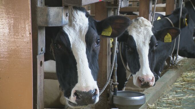 燃料高騰が酪農を直撃 搾乳機洗浄や重機に多額のコスト 石川・内灘町|TBS NEWS DIG