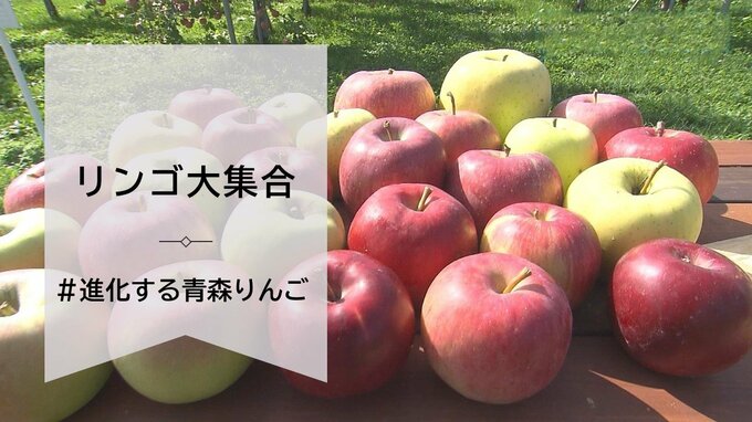 見つけたらラッキー！新品種＆期待のリンゴ　見た目も味も個性豊かなリンゴ大集合【＃進化する青森りんご】　|　青森のニュース│ATV NEWS│青森テレビ