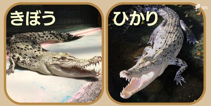 「みんなの希望と光に」珍しい“白いワニ”、名前は「きぼう」「ひかり」に決定=静岡・熱川バナナワニ園|TBS NEWS DIG