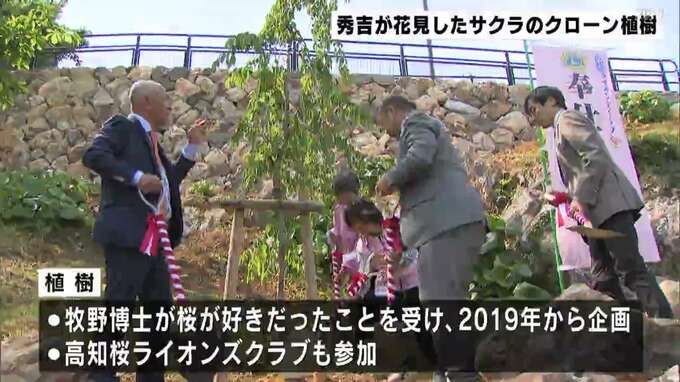 豊臣秀吉が花見したという桜のクローン　静岡の社会奉仕団体が牧野植物園駐車場に植樹【高知】|TBS NEWS DIG
