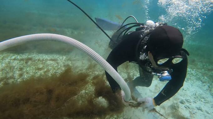 年間およそ2000トンを生産　宮古島で養殖モズクの収穫始まる　5月中旬まで続く|TBS NEWS DIG