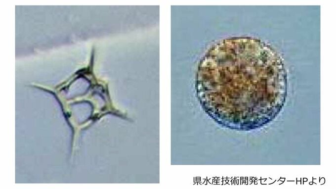 赤潮で養殖ブリ2万3000匹に被害　鹿児島湾に赤潮警報継続で県が注意呼びかけ|TBS NEWS DIG