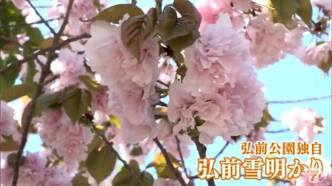「最高です、満開ですから」弘前公園　遅咲きのヤエザクラ弘前七桜が見頃|TBS NEWS DIG