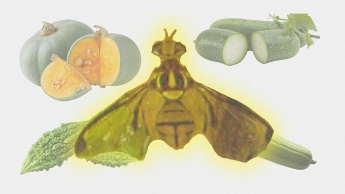 ゴーヤーなどに寄生する「セグロウリミバエ」 まん延防止へ県が家庭菜園自粛を呼びかけ|TBS NEWS DIG