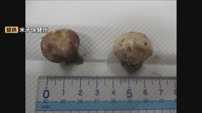 高級食材「ショウロ」と間違えて…自宅の庭に生えていた毒キノコ「ニセショウロ」を「きのこごはん」にして食べてしまう　家族3人に吐き気・むかつき・腹痛など食中毒症状|TBS NEWS DIG