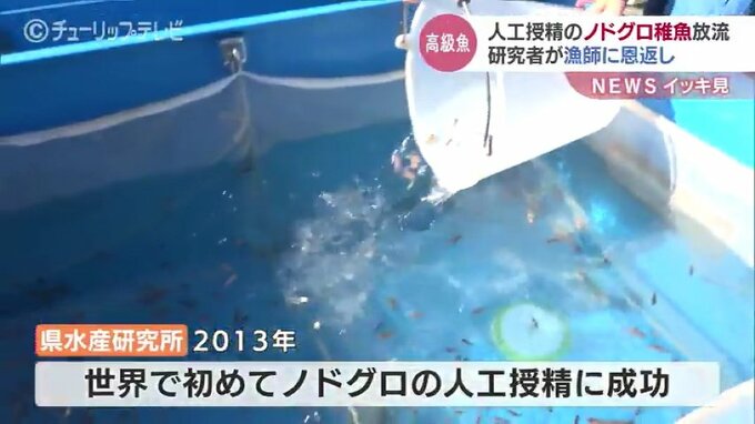 人工授精の「ノドグロ」稚魚放流　研究者が漁師に恩返し　富山　|　富山のニュース｜天気・防災｜チューリップテレビ