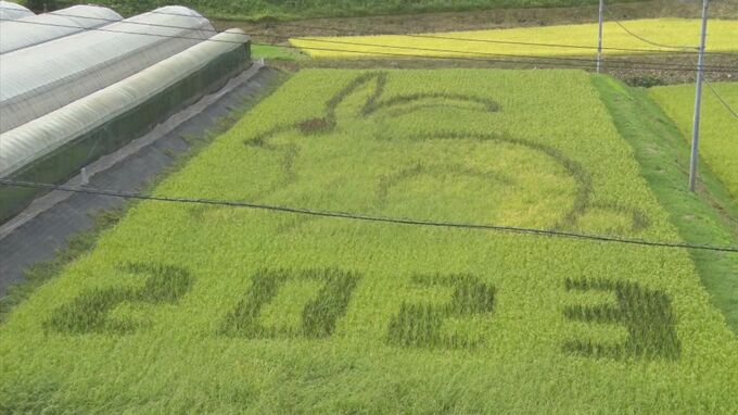 実りの秋　浜田に「ウサギ」の田んぼアート出現　|　BSSニュース | BSS山陰放送