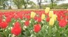 「見たことないチューリップもあってびっくり」25万本のチューリップが咲き誇る　山梨・北杜市ハイジの村　|　山梨のニュース | ＵＴＹテレビ山梨