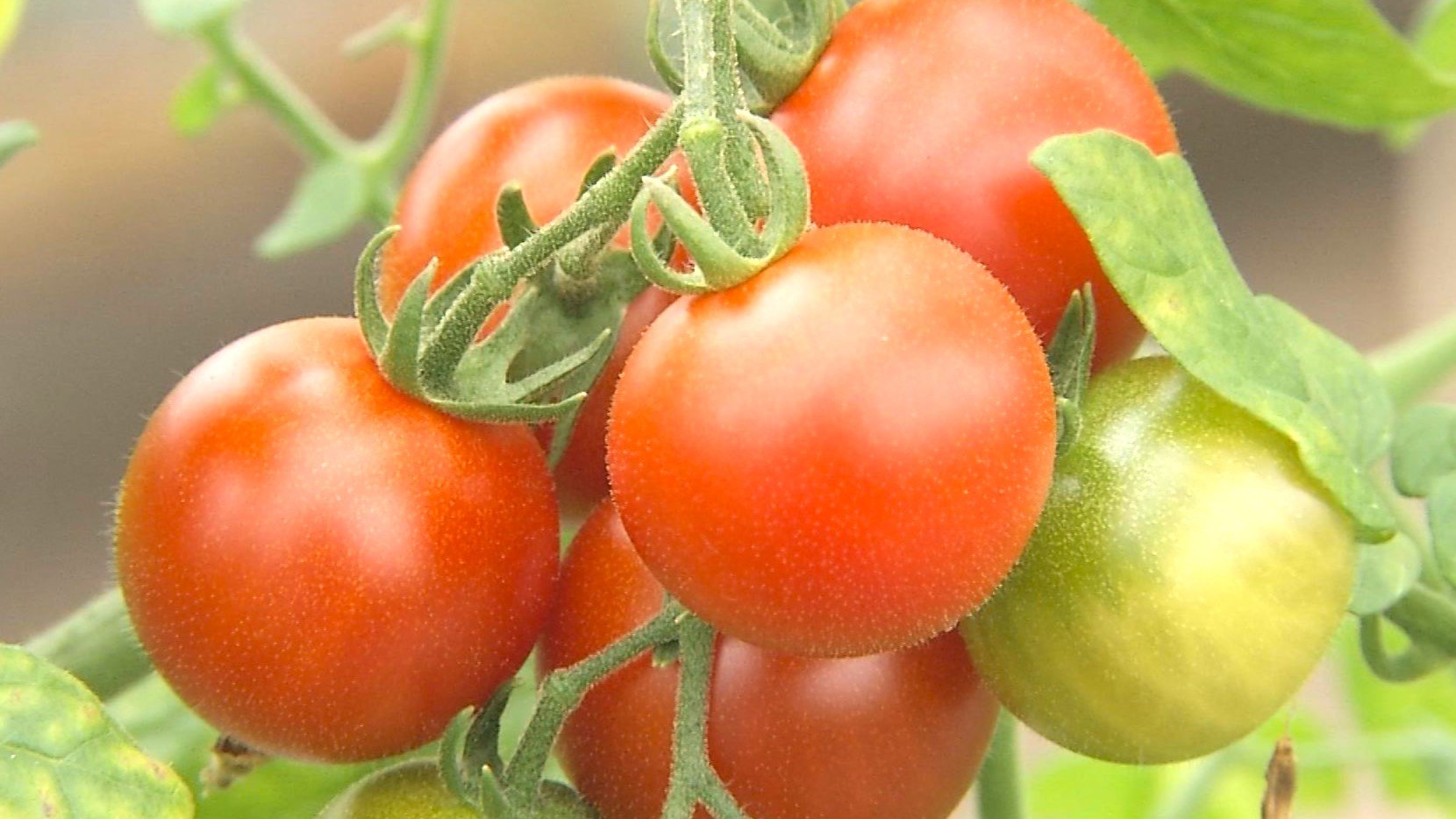 広い観光農園でトマトが赤く色づき収穫時期迎える　ドレッシングも人気　大分・玖珠町