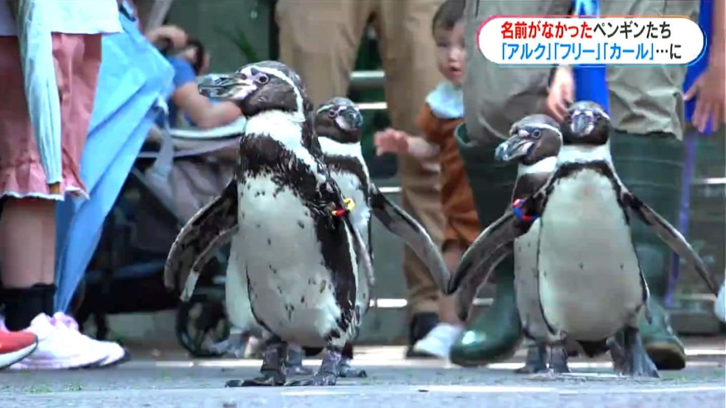フランス アンティーク アイアン製 ペンギンの後を歩く牧場のたくさんの動物たち＊ 開園以来初“ペンギンに命名” くちばしカールは「カール」自由気ままは