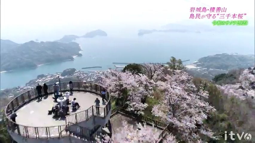 令和のサクラ2023 上島町・岩城島“三千本桜” | 愛媛のニュース - N