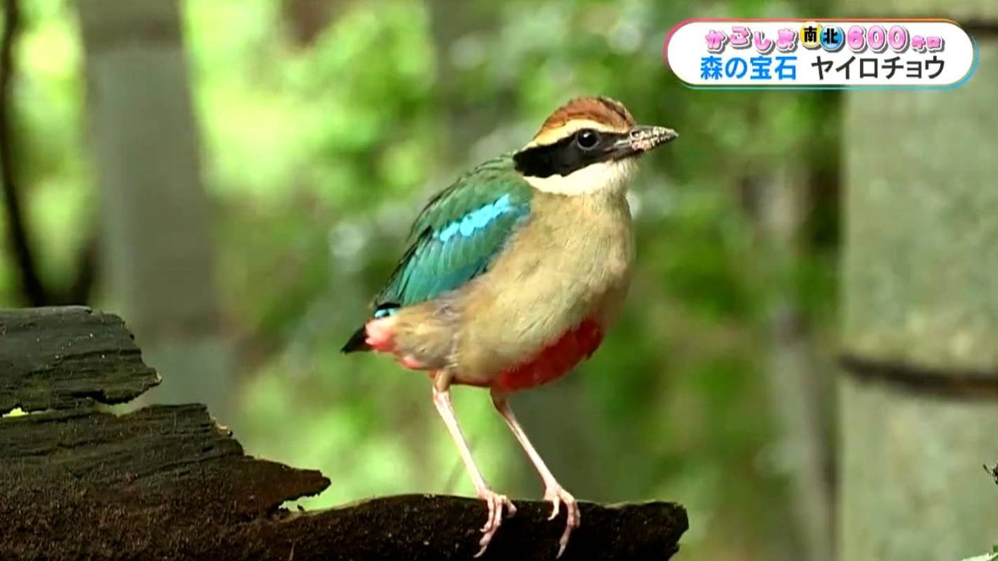 幻の野鳥「ヤイロチョウ」紫尾山系の森で発見 鹿児島【かごしま南北600