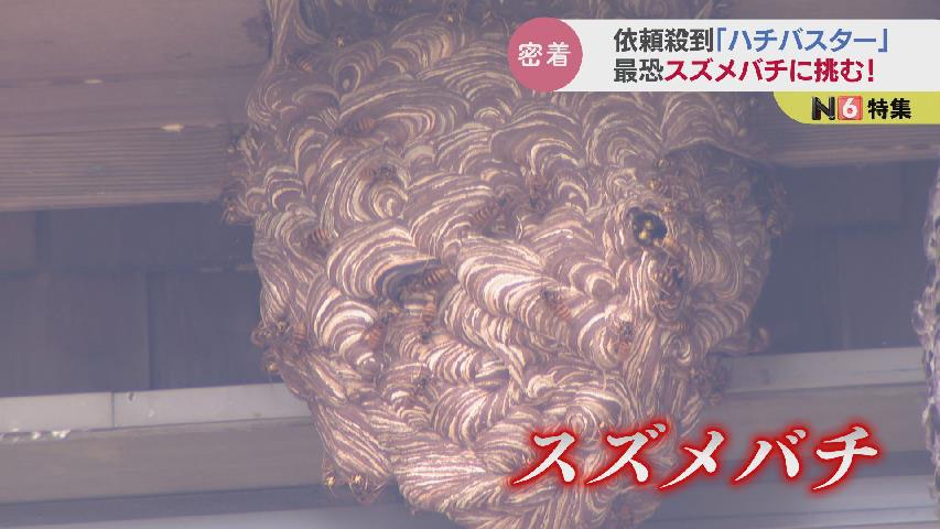 最恐スズメバチに挑む！依頼殺到の「ハチバスター」駆除の現場に密着