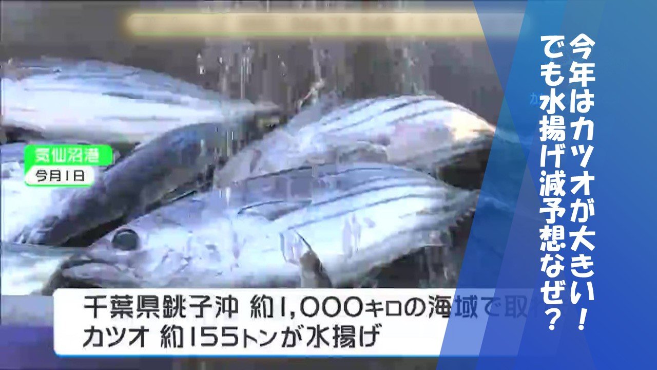 初カツオ今年は大きい！しかし去年より水揚げ“減”の予想 その訳は