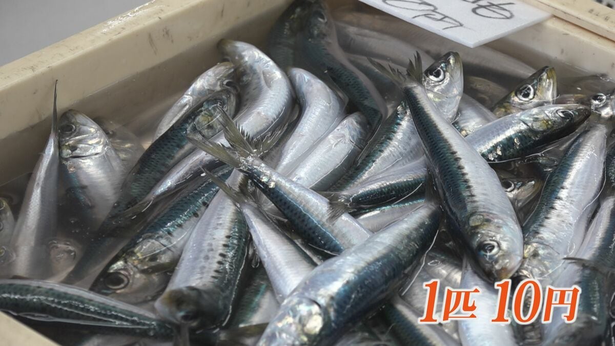 尋常じゃない”イワシついに1匹10円で売る店も イワシ食う特大サバも