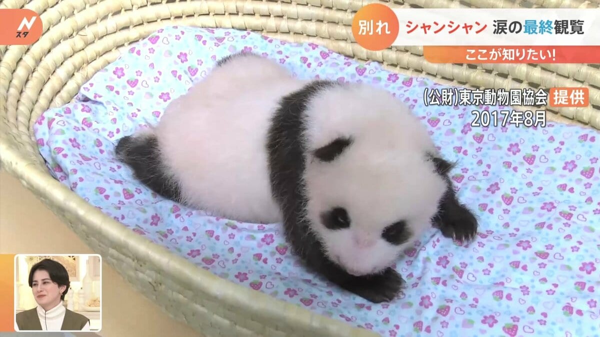 上野動物園のパンダ「シャンシャン」 涙の最終観覧 今後、中国でどんな