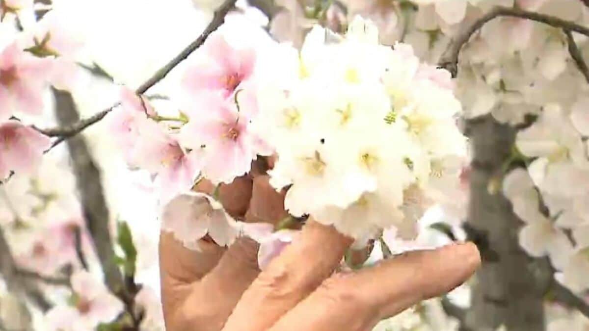 サムネイル_日によって白から濃いピンク色に変わる『結桜(ゆいざくら)』人と人とを結んでほしいという願いとともに迎える見頃　新潟県阿賀野市