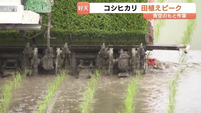 まもなく終了　田植え　コシヒカリ　苗　20箱くらい　追加可能　一枚250円　箱持参引き取り 田植えの最盛期到来！青空の下で進む「コシヒカリ」苗植え 猛暑対策で