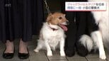 ベテラン小型犬　ジャックラッセルテリアが今年も警察犬に任命「ものおじしないタイプ」 行方不明者発見の実績も|TBS NEWS DIG