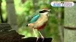 幻の野鳥「ヤイロチョウ」紫尾山系の森で発見　鹿児島【かごしま南北600キロ】|TBS NEWS DIG