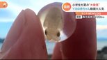 「お父さんに報告だ!」450万回以上再生。男の子が見つけた球体の中にいたのは小さな“ある生き物”|TBS NEWS DIG