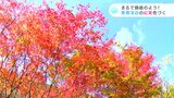 「きれいな川と映えておすすめ」まるで錦絵のよう!黒尊渓谷の紅葉色づく(高知・四万十市西土佐) | 高知のニュース・天気|KUTV NEWS | KUTVテレビ高知