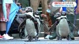 開園以来初“ペンギンに命名” くちばしカールは「カール」自由気ままは「フリー」 鹿児島|TBS NEWS DIG