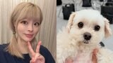 【きゃりーぱみゅぱみゅ】 「あめちゃん7歳おめでとう」毎年恒例 愛犬(あめちゃん)の誕生日を報告 「もふもふ触りたい」「7歳には見えないベビーフェイス」「お目目きゅるきゅる」など反響続々|TBS NEWS DIG