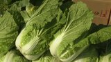 ハクサイの収穫が最盛期 価格は平年の約2.2倍で推移 他の葉物野菜の出荷量減でハクサイの引き合い強まる 愛媛 | 愛媛のニュース - Nスタえひめ|あいテレビは6チャンネル