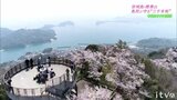 令和のサクラ２０２３　　上島町・岩城島“三千本桜”|TBS NEWS DIG