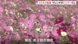 ゲレンデがピンク一色に!となみ夢の平コスモスウォッチング始まる 富山|TBS NEWS DIG