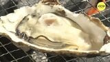能登カキの牡蠣小屋が広島に　「小ぶりながら身が引き締まって味が濃厚」　能登半島地震の被災地復興支援|TBS NEWS DIG