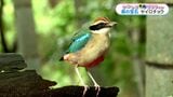 幻の野鳥「ヤイロチョウ」紫尾山系の森で発見　鹿児島【かごしま南北600キロ】|TBS NEWS DIG