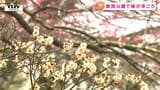 色鮮やかに咲く紅梅と白梅 鶴岡公園で梅の花が見ごろ(山形・鶴岡市)|TBS NEWS DIG