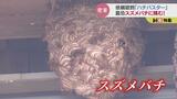 最恐スズメバチに挑む!依頼殺到の「ハチバスター」駆除の現場に密着した…|TBS NEWS DIG