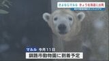 13歳のマルルへ　『大好きだよ』――熊本市動植物園の人気ホッキョクグマ　故郷の北海道へ旅立ち　|　熊本のニュース｜RKK NEWS｜RKK熊本放送