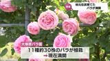 小林市野尻町でバラが満開に 地元住民が育てる | MRTニュース | MRT宮崎放送