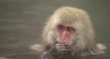 温泉につかる地獄谷野猿公苑「ニホンザル」この秋「皆勤賞」ってどういうこと…?外国人観光客もアンビリバボー!!世界の人気者「出席率」UPの本当の理由|TBS NEWS DIG
