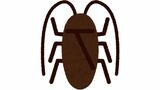 朽木に暮らす「オオゴキブリ」一家　中には猛者も　台所にいるゴキブリとは違う「オオゴキブリ」とは？【動画・画像閲覧注意】　|　岡山・香川のニュース | 天気 | RSK山陽放送