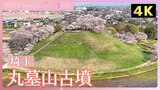【4K 】歴史を刻むーさきたまの桜・丸墓山古墳【JNN sakuraドローンDIG 2025】|TBS NEWS DIG