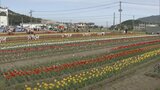 休耕田に１万７０００本のチューリップ　ＳＮＳ映えスポットに　|　福岡のニュース｜RKB NEWS｜RKB毎日放送