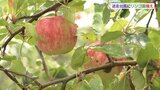 「少しでも被害がないようにしてお客様が迎えたい」りんご園で台風対策|TBS NEWS DIG