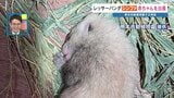 「妊娠報道」の翌日に誕生　レッサーパンダの赤ちゃん　熊本市動植物園で２例目　一般公開は今年9月～10月ごろ|TBS NEWS DIG
