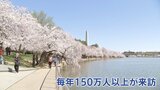 世界的桜の名所 ワシントンのポトマック川沿い3000本以上の桜が満開　支局カメラマンが撮影　アメリカ建国250年で新たに250本の桜を日本が寄贈 “日米友好のシンボル”|TBS NEWS DIG