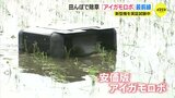 田んぼに出動「アイガモロボット」　新型機も登場　収量増に期待高まる|TBS NEWS DIG